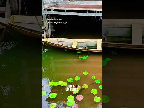 Em algum lugar do Amapá  #macapá #amazonia #selva #amapá