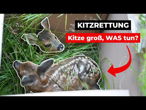 Achtung, Kitze schon mobil?! - Was tun, bei großen Kitzen? (DJI Mavic 3T)