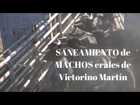 SANEAMIENTO de Machos en Victorino Martín