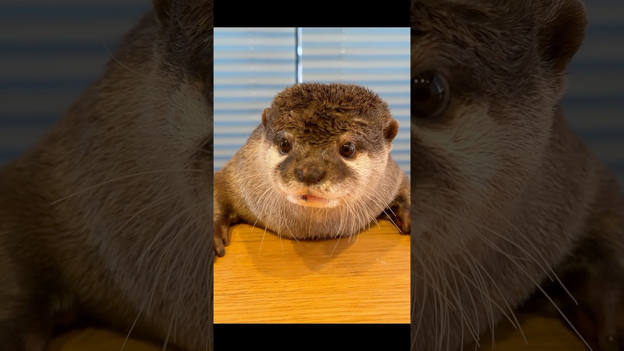 イカした髪型でおねだりするカワウソ