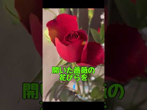 バラの茂みを霜から守るにはどうすればよいですか？植物が冬を乗り切るためのヒントとコツ  庭園