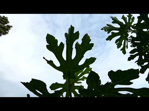 Contessina Feige HBLFA Schönbrunn Außenstelle Jägerhausgasse Rundgang Sorte Panasonic Lumix fz82/83