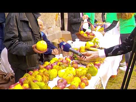 OLD VARIETIES OF FRUIT IN THE CASTLE IN CERNIK #Shorts