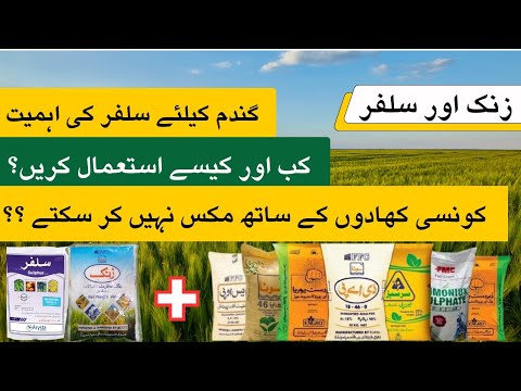 How to use Sulphur & Zinc in wheat crop | Which of the fertilizers can not be applied together