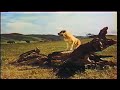 Opening To Old Yeller 1985 VHS Version 1