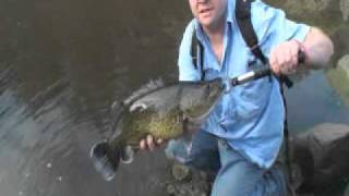 preview picture of video 'New England Fishing Murray Cod'