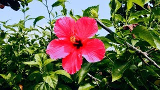Red Blooming Hibiscus Flower Plant Slow Motion Clip