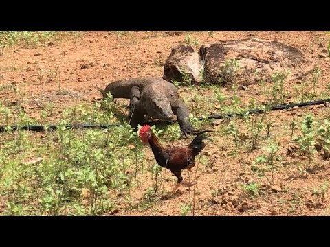 New????how komodo dragons hunt rooster and immediately swallow them.