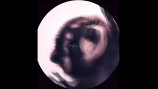 Cover art for Pedro Pedro Pedro Racoon