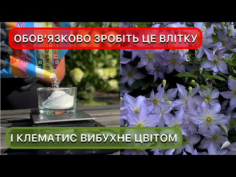 Літній догляд за клематисами. Обрізка, підживлення, захист від спеки