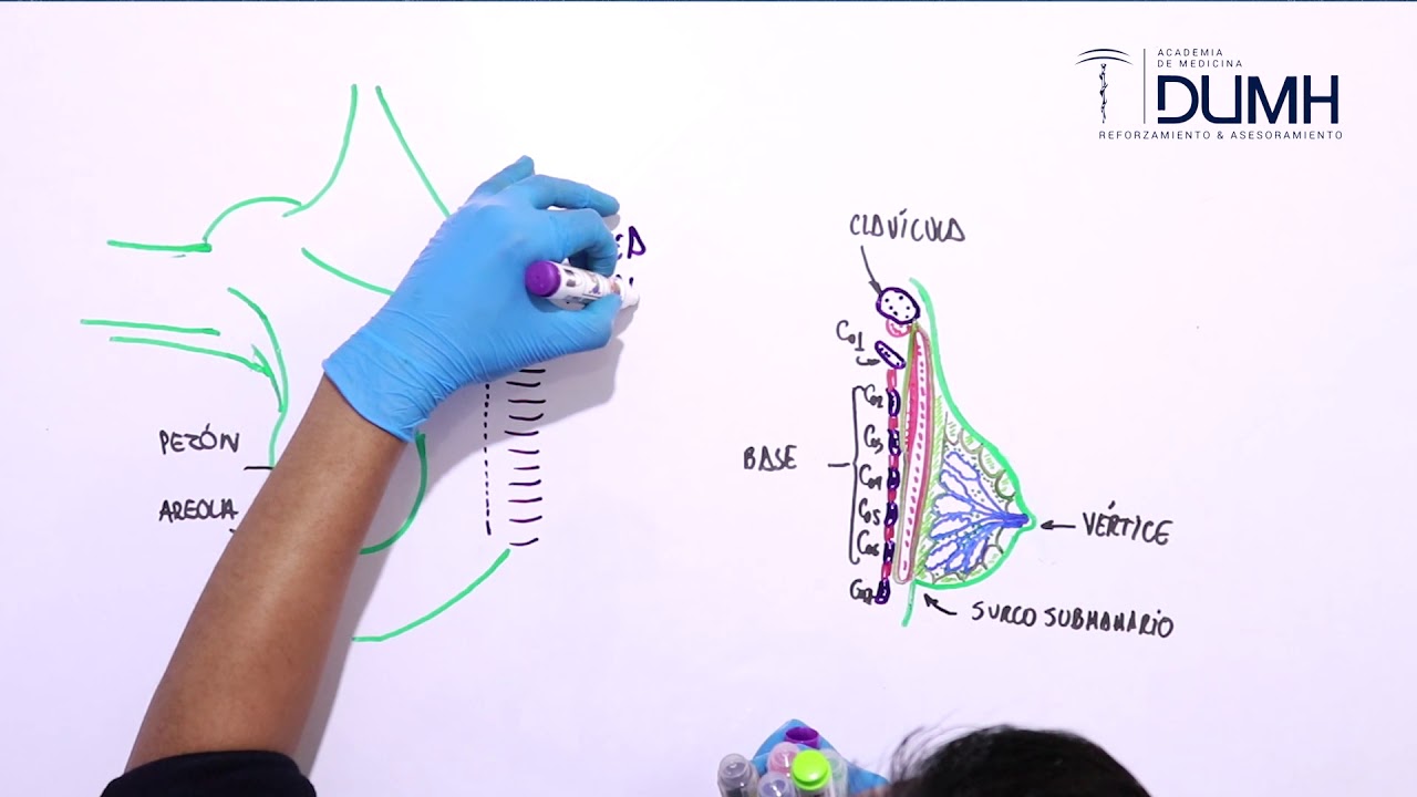 ANATOMÍA | Glándula Mamaria y Mama