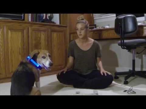 Halo Mini LED Safety Dog Collar Blue - Small Video
