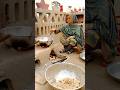 Traditional Village Life Pakistan Old Culture Punjab Village Food Village Woman Routine