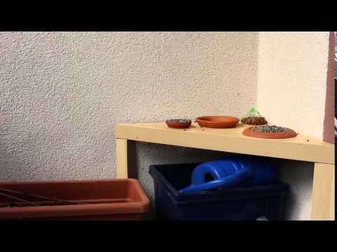2016-04-12 Great tit getting sunflower seed from flower bucket