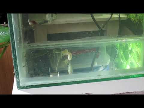 170 Reducerea productiei de amoniac din carantina