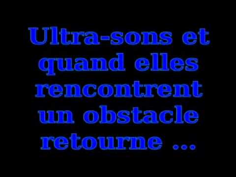 pourquoi les chauves souris dorment la tête en bas