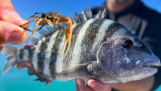 Catching Convicts | Sheepshead Fishing in the Gulf | St Pete/Anna Maria