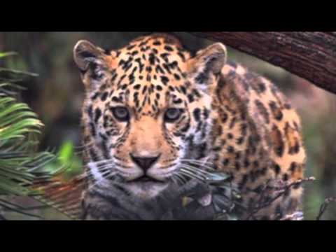 Thomas Newson & Marco V vs Dada Life - Feed The Jaguar (Dj Trufa Edit)