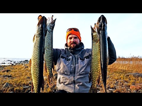 RUOKAA MERESTÄ - HAUKEA KIVIKOILTA PIKKUJERKILLÄ