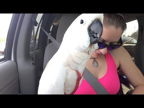 Compilation de bébés animaux, de perroquets et d'oiseaux mignons