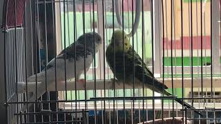 Cracker Tamilian my love birds mating breeding symptoms video