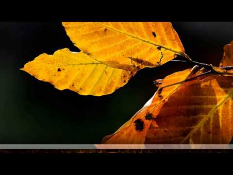 Nắng mùa đông - Diệu Hiền