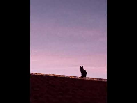 (PAGO) Bin × Ludmilla 1001 type beat (prod.DG)