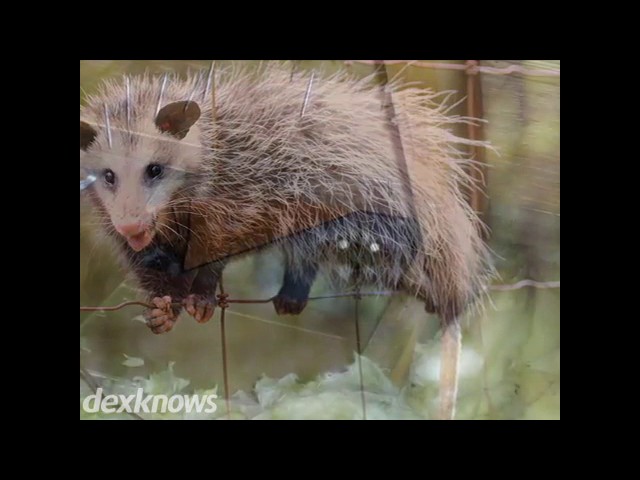 Critter Getter Wildlife Control - Newport, OR