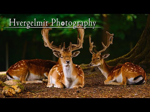 Hvergelmir Photography - Dyrehaven, Aarhus - 2022