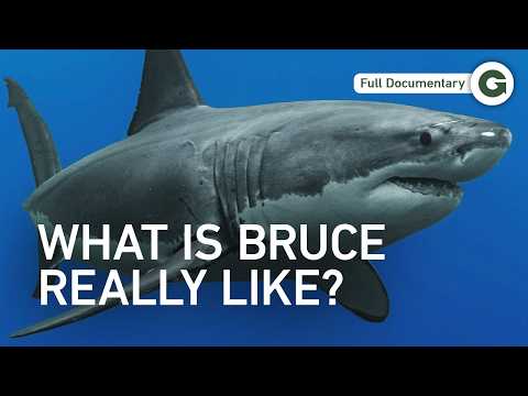 Befriending a 2,000-Pound Great White Shark | Full Documentary