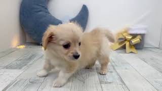 ハーフ犬の動画01