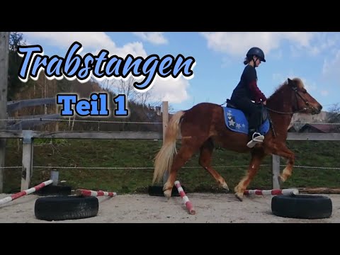 Trabstangen Teil 1 |  Basics für Huzule Chilli & Shetty  Chipsy & Amira | richtigen Abstand messen