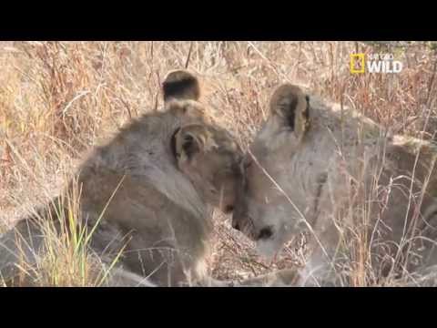 Une sérieuse menace pour le lion