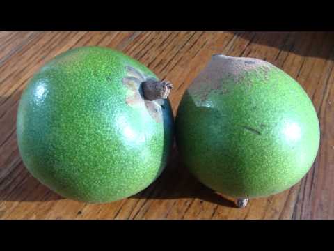 download lagu mp3 mp4 Lucuma Australia, download lagu Lucuma Australia gratis, unduh video klip Lucuma Australia