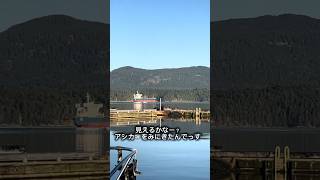 奇跡の晴れ続きのビクトリア🇨🇦こんな冬初めてやなぁどうした？週末のこれでもかお出かけ！#カナダ生活#ビクトリア#海外在住#カナダ留学#カナダvlog