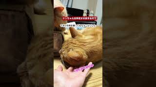 it's a cat.猫です！りつのかわいいとこだけ見せたい。#cat #ねこのいる生活 #猫のいる暮らし #茶トラ#多頭飼い