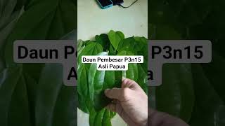 Download lagu Daun Bungkus Papua Asli #pembesarmrp mp3