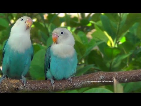 Lovebird Chirping Sounds - Blue Opaline Siblings