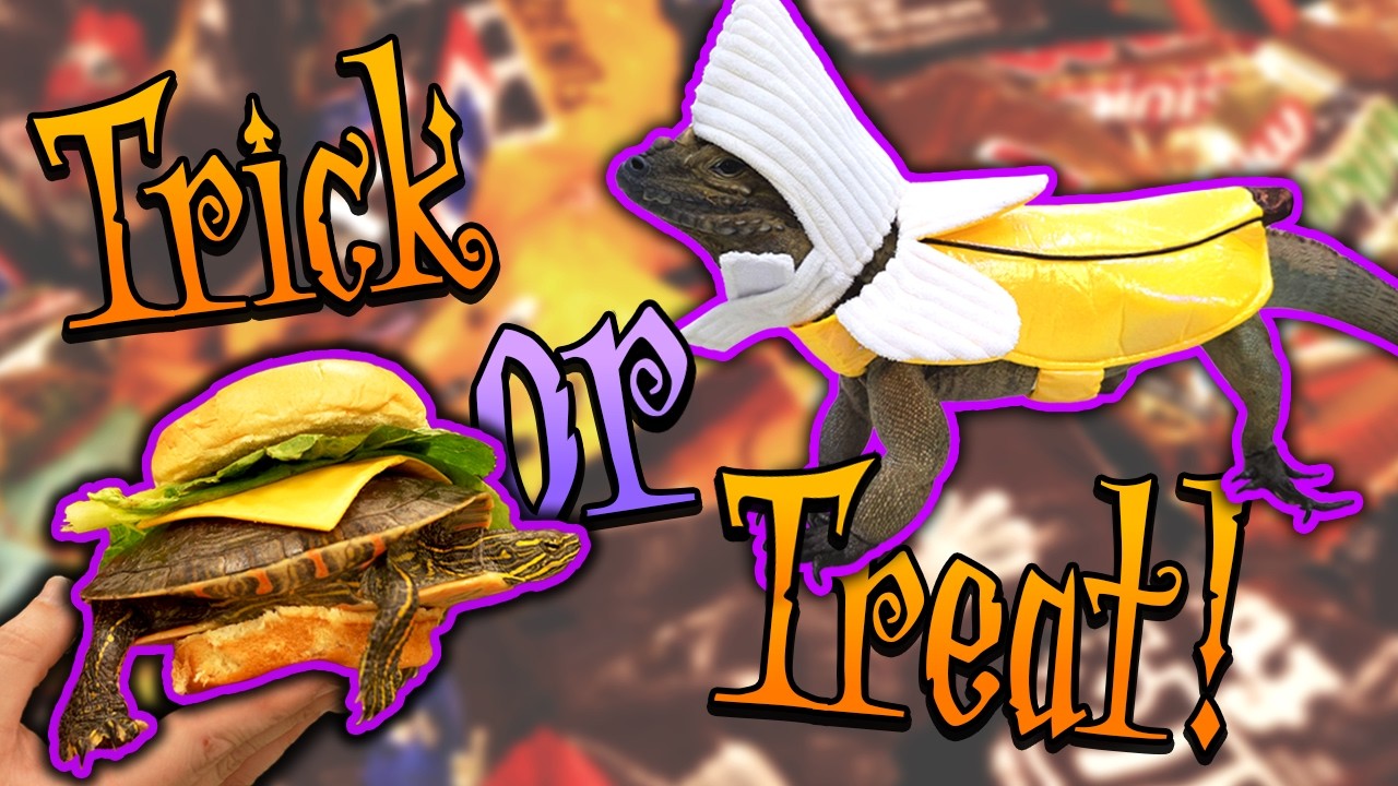 Our Reptiles go Trick-or-Treating for Halloween!