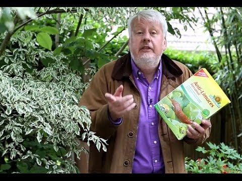 HOW TO GET RID OF SLUGS WITH AN ORGANIC PRODUCT SAFE FOR WILDLIFE AND DOMESTIC ANIMALS