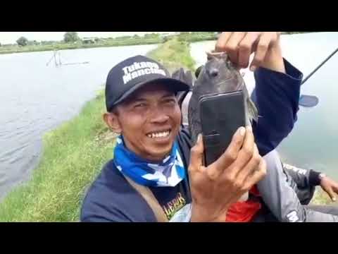 hanya 3 jam tiket 125 lapak bureees...😱😱.