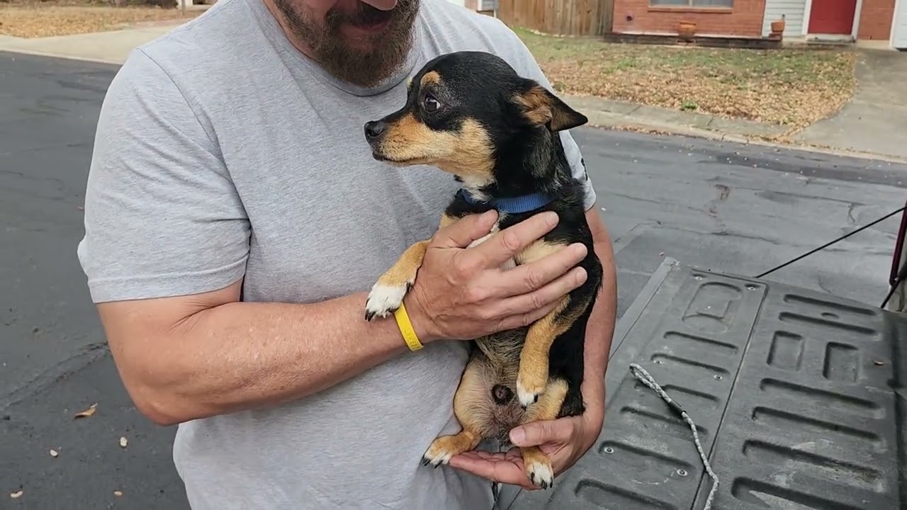 Enlarge Draco, a ADOPTABLE Chiweenie in Bandera, TX video 1/6