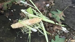 Ep 23 Squirrels Took My Whole Corn Harvest