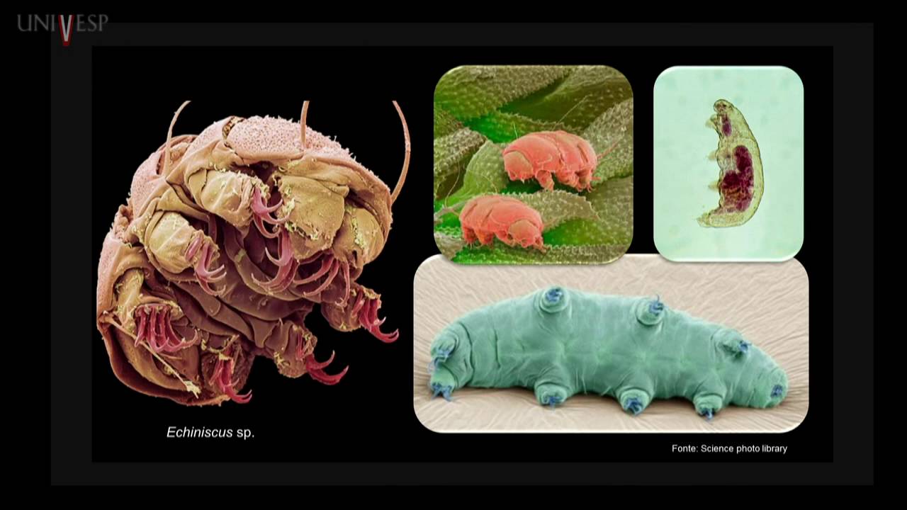 Zoologia de Invertebrados - Aula 19 - Filos Onychophora, Tardigrada e Arthropoda