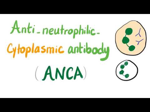 Anti Neutrophilic Cytoplasmic Antibodies (ANCA)