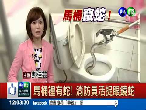 馬桶裡有蛇?! 消防員活捉眼鏡蛇