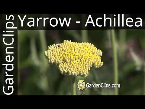 Yarrow - Achillea millefolium (and other species) - How to grow Yarrow