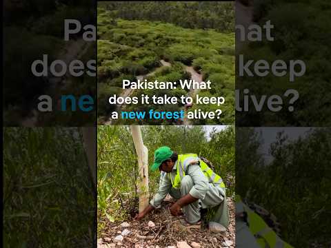 Pakistan: What does it take to keep a new forest alive? | DW News