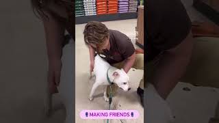 Video preview image #1 Boxer-Unknown Mix Puppy For Sale in Decatur, GA, USA