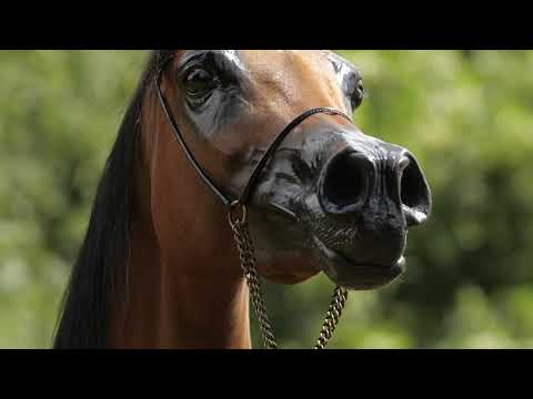 ⚜️ ZATOKA WENECKA ⚜️ (Kahil Al Shaqab x Zatoka Perska / Wachlarz), 2022 SUMMER SALE